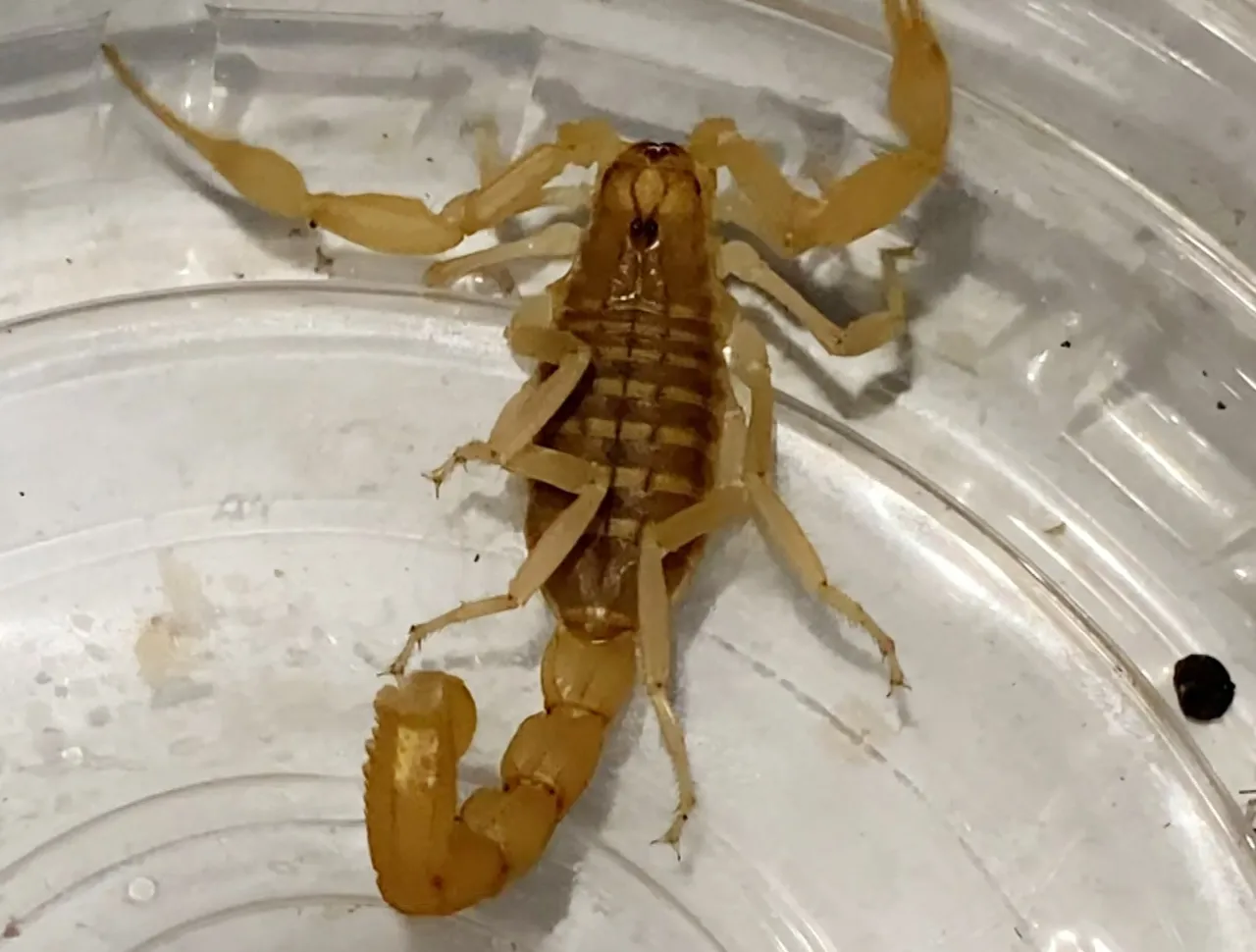 Zehrine servet biçiliyor! Akrep satıcısının zengin olma hayallerini bitiren ihbar