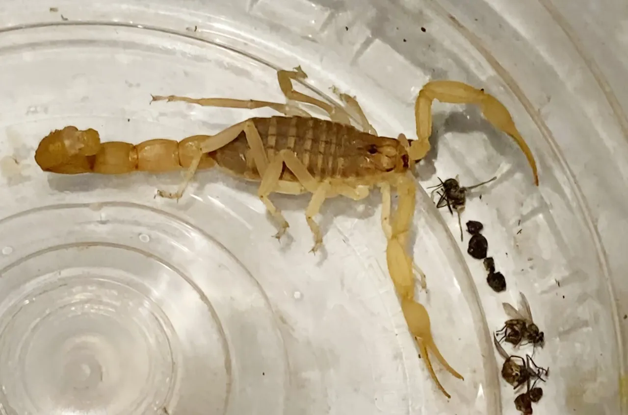 Zehrine servet biçiliyor! Akrep satıcısının zengin olma hayallerini bitiren ihbar