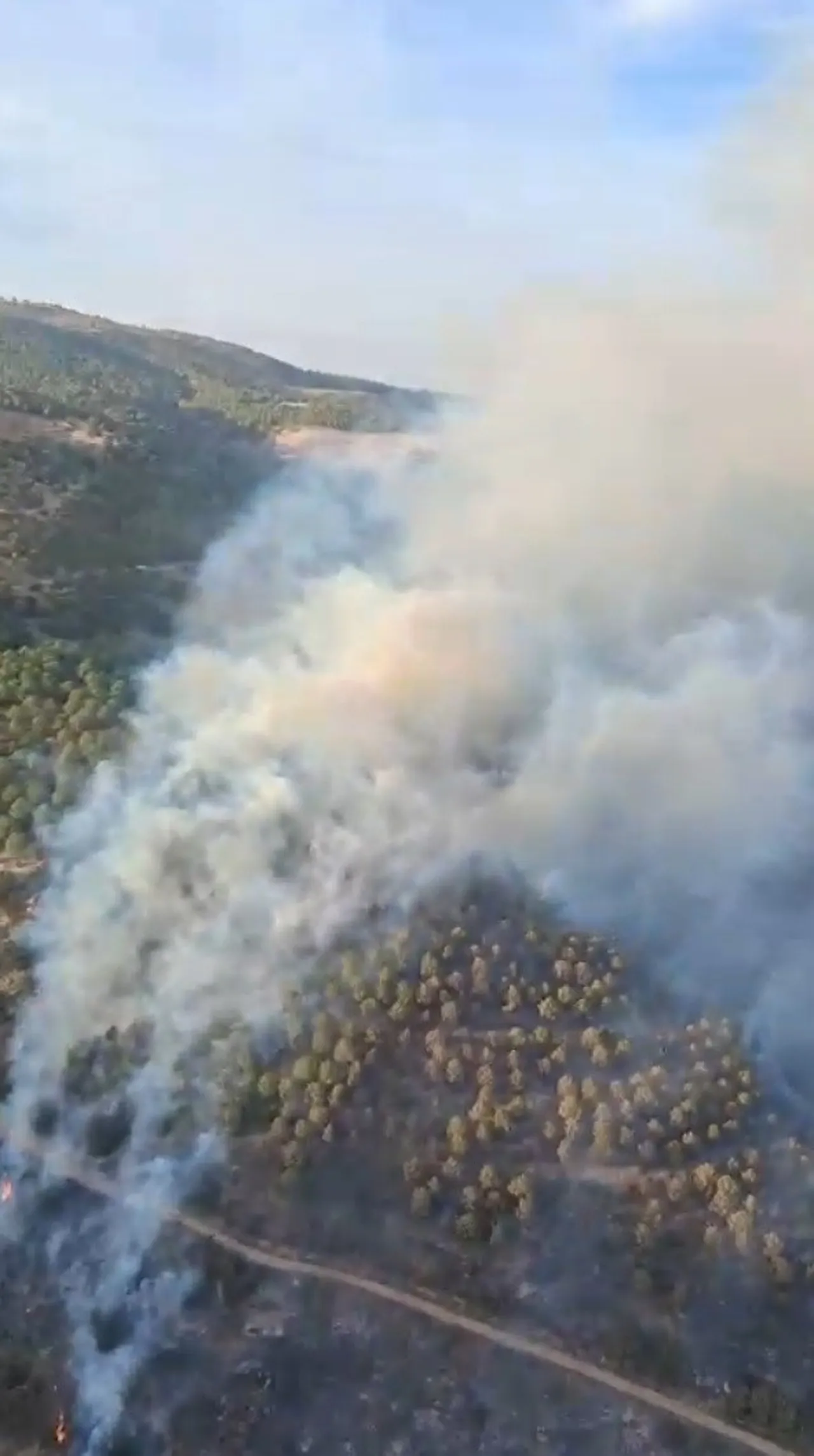 Aydın’da orman yangını: Arazide başladı, ağaçlara sıçradı!