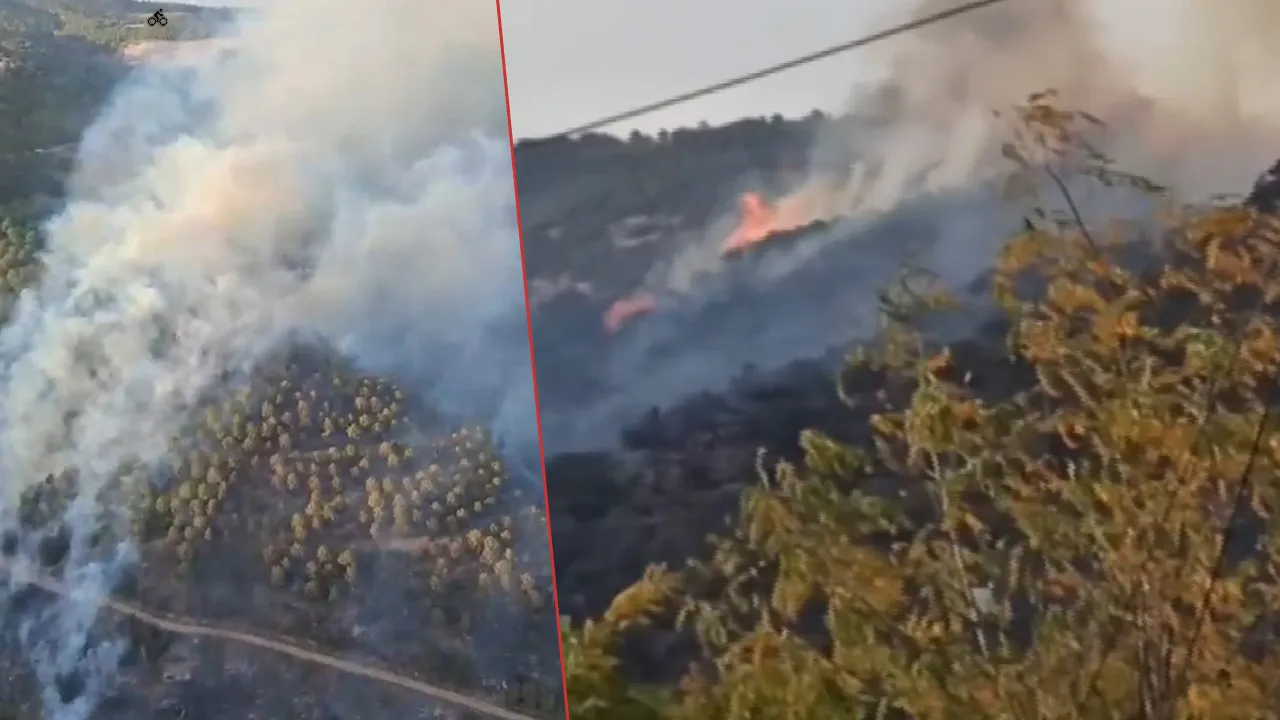 Aydın’da orman yangını: Arazide başladı, ağaçlara sıçradı!