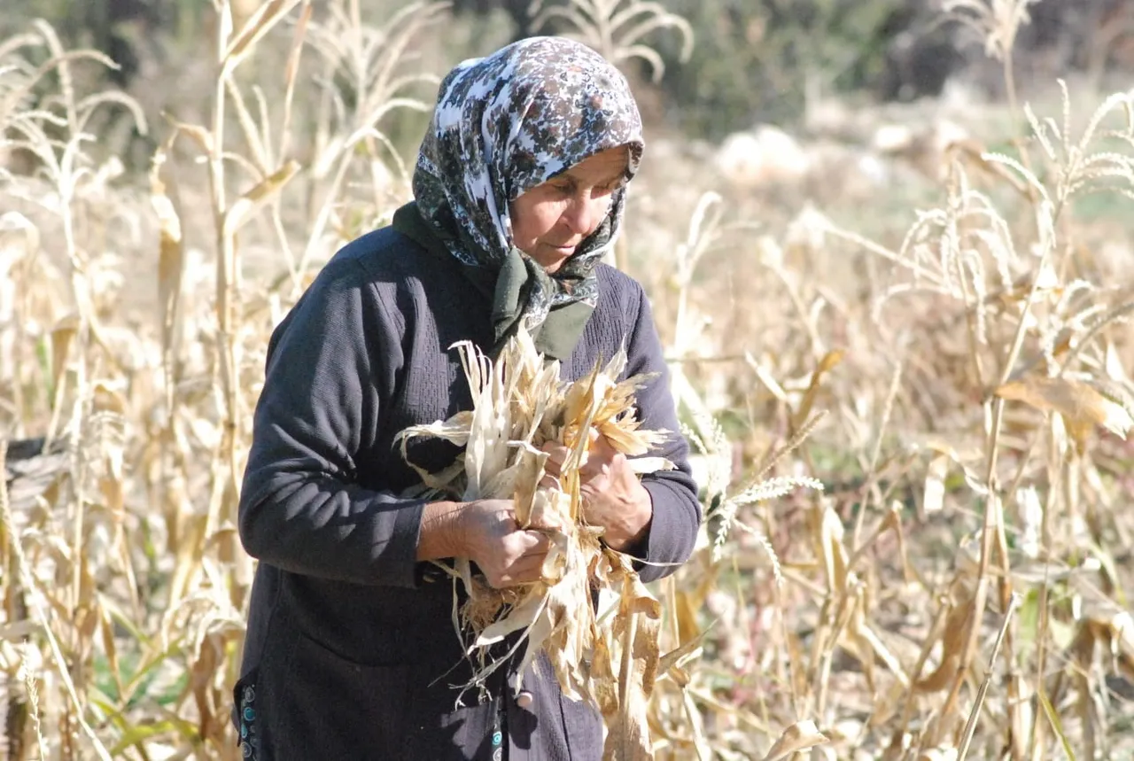 Mısır kabuklarına "kapçık" deniyor