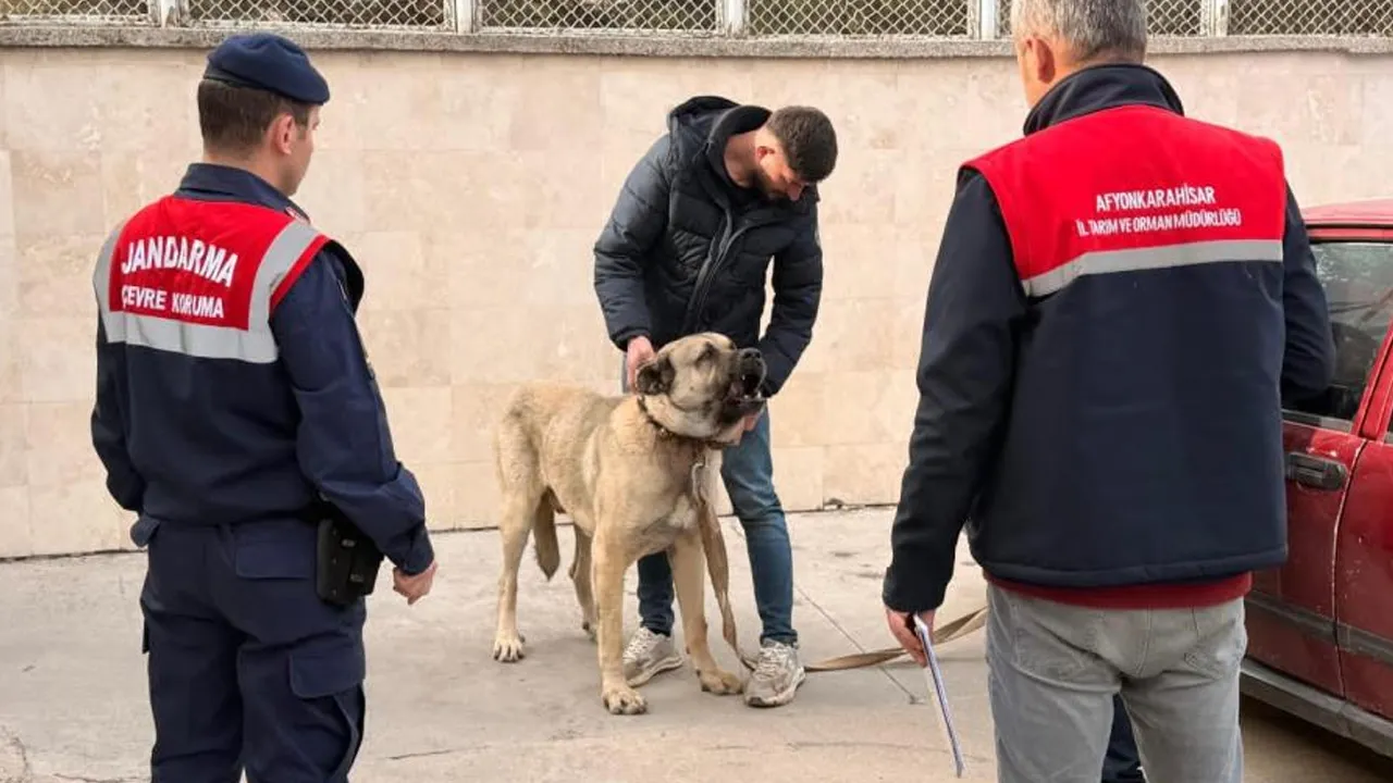 Köpek dövüştüren şahıslar suçüstü basıldı! 12 gözaltı