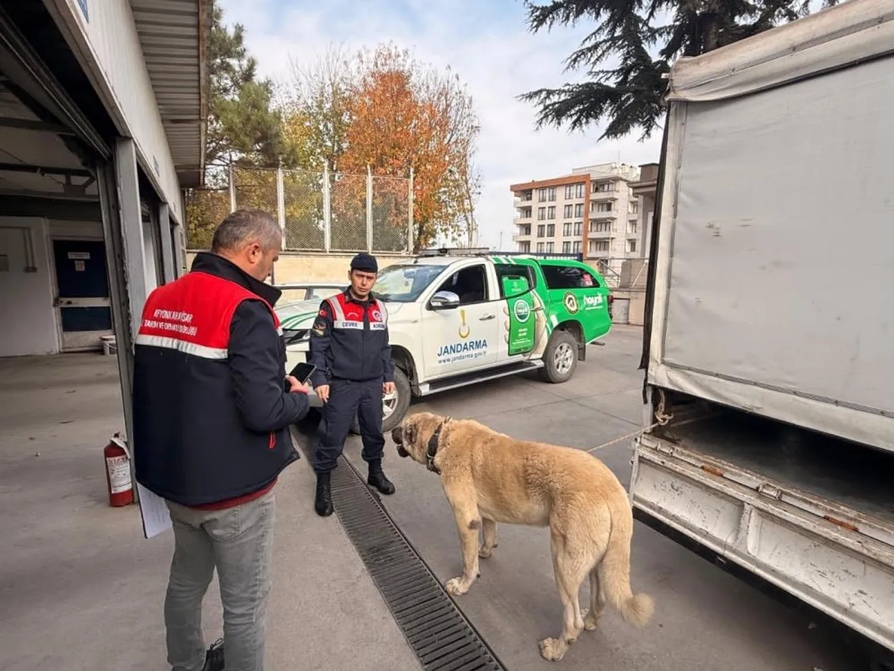 Köpek dövüştüren şahıslar suçüstü basıldı! 12 gözaltı