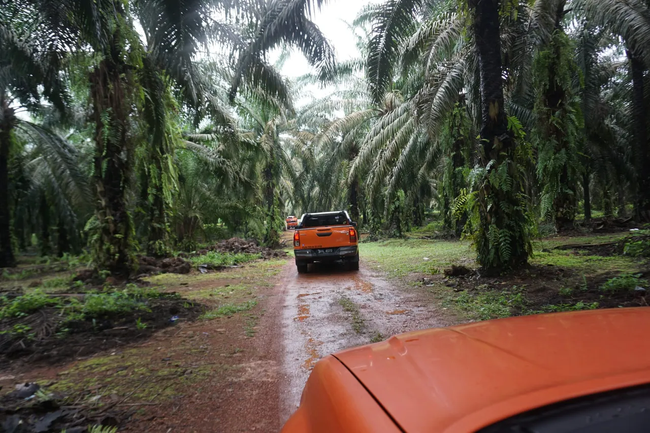 Malezya-ABD arasında yağ savaşı! Palmiyesi olan kazanır