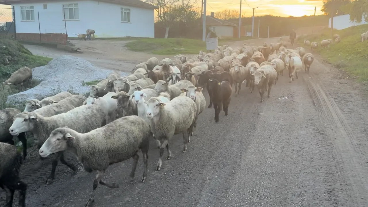 Muhtar şikayetçi: Çalışacak çoban bulmak hayal oldu!