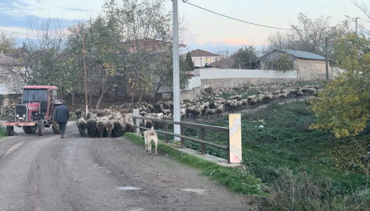 Muhtar şikayetçi: Çalışacak çoban bulmak hayal oldu!