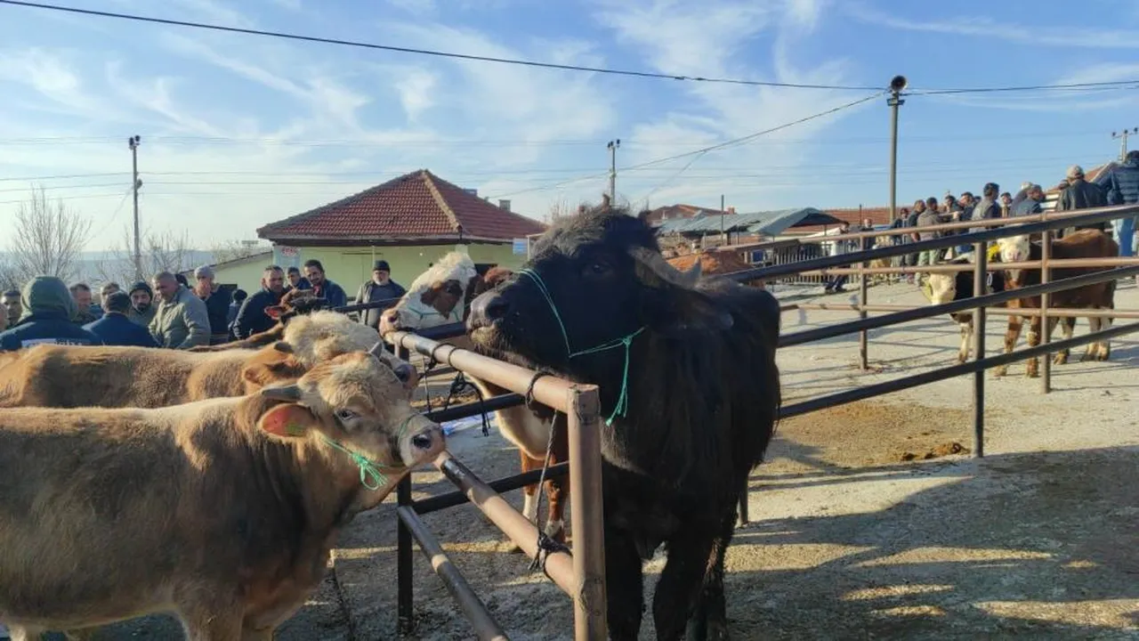 Şap hastalığı nedeniyle 2 aydır kapalıydı! Hayvan pazarı yeniden açıldı