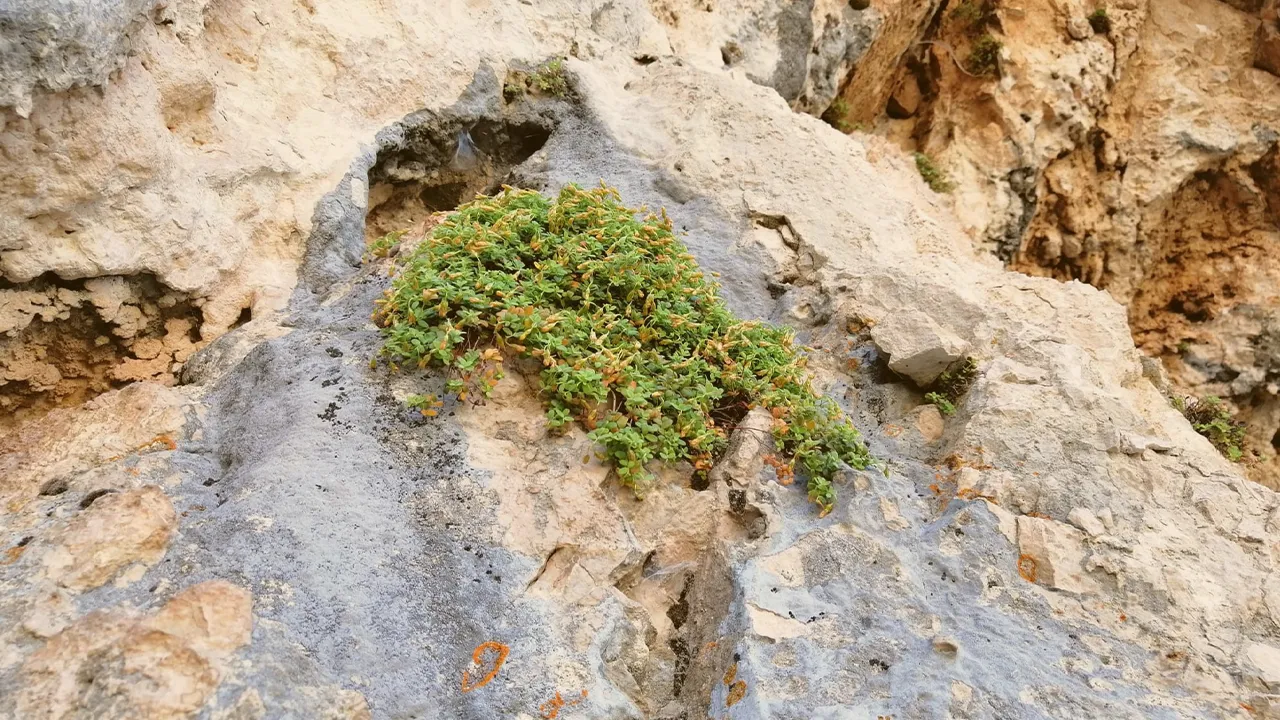 Sarı kantaronun gücünü solladı! Sadece Malatya’da yetişiyor, binbir derde deva