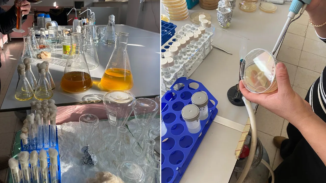 Sarı kantaronun gücünü solladı! Sadece Malatya’da yetişiyor, binbir derde deva