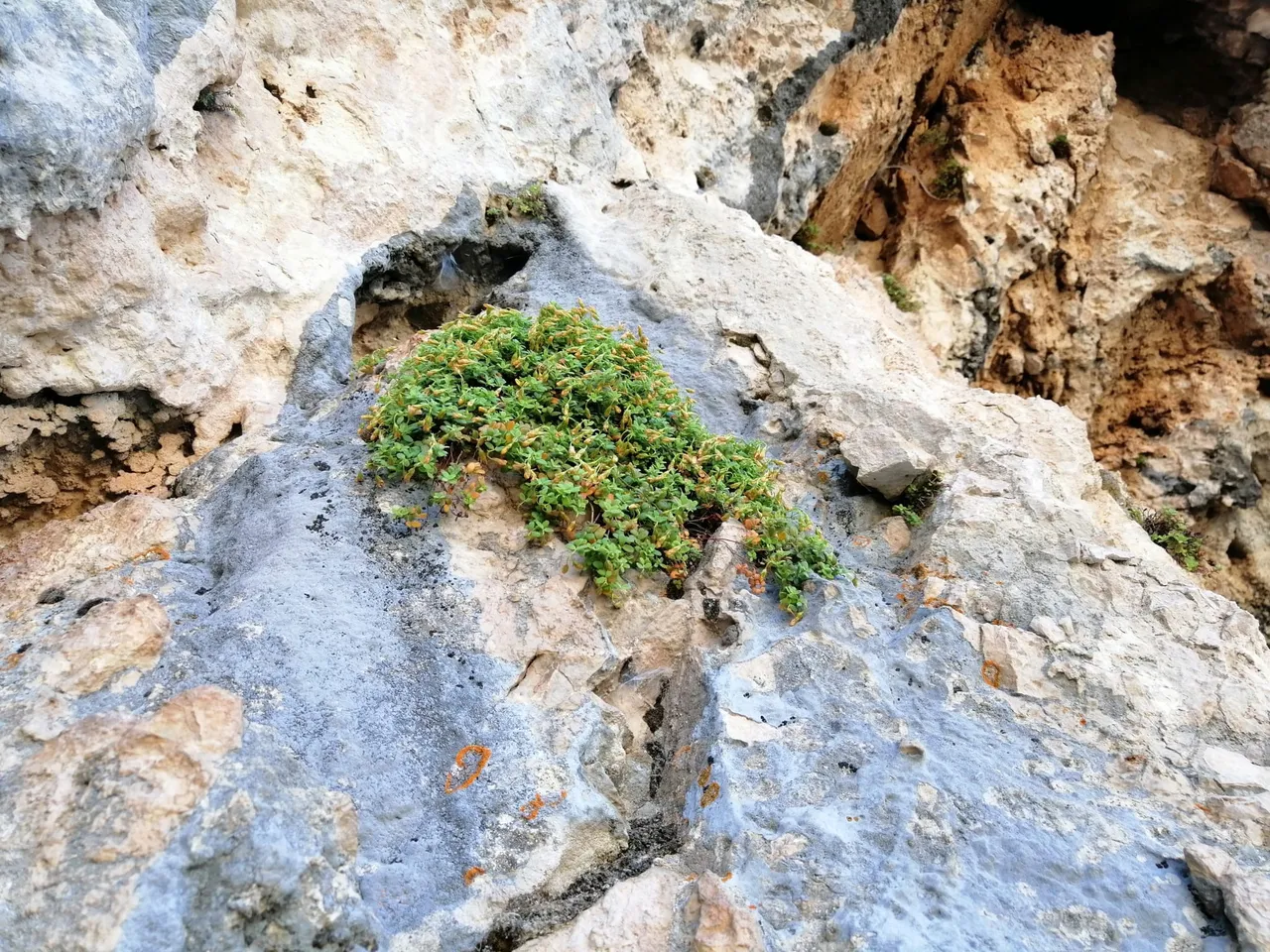 Sarı kantaronun gücünü solladı! Sadece Malatya’da yetişiyor, binbir derde deva