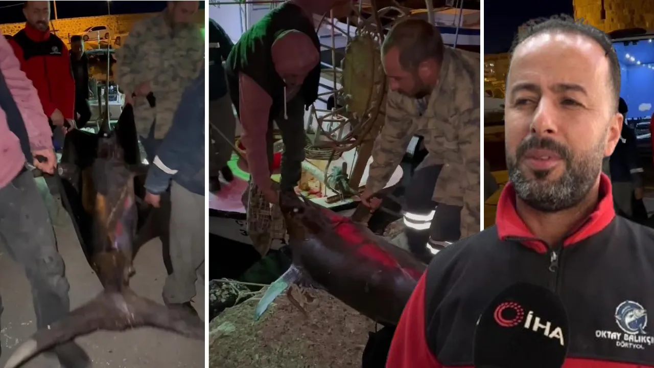 Akdeniz'de yakaladı, 2,5 saatte çıkardı! 115 kiloluk balık 65 bin TL'ye satıldı
