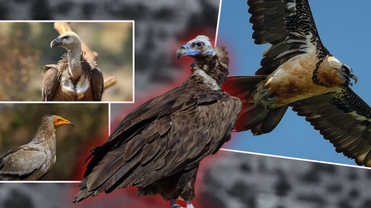 Dünyada 3 noktada görülüyor, biri Bolu'da! Dört tür aynı anda...