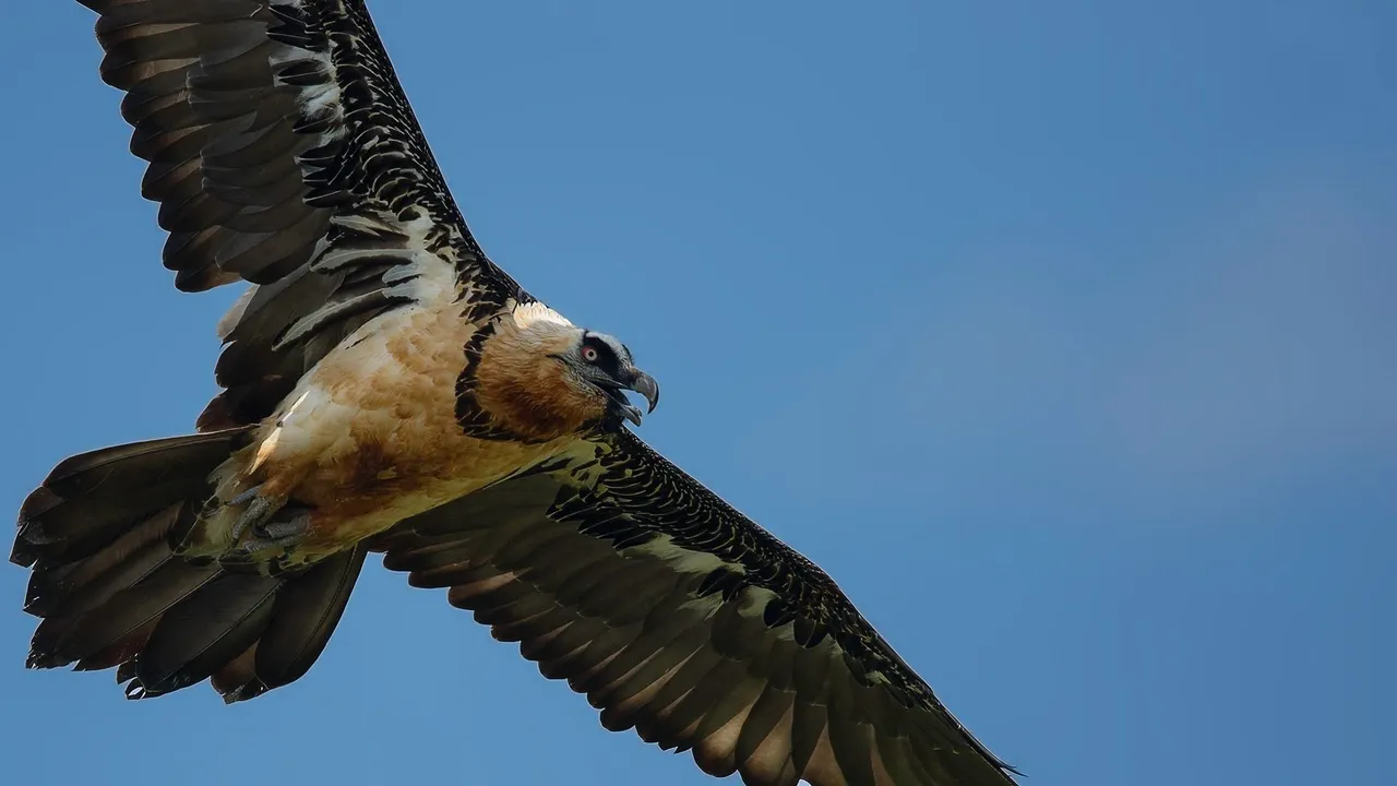 Dünyada 3 noktada görülüyor, biri Boluda! Dört tür aynı anda...