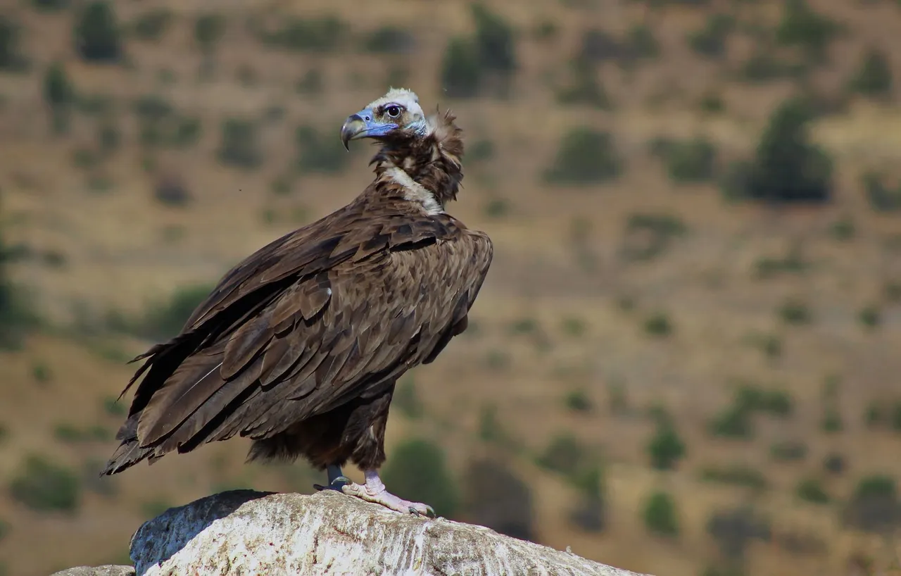 Dünyada 3 noktada görülüyor, biri Boluda! Dört tür aynı anda...