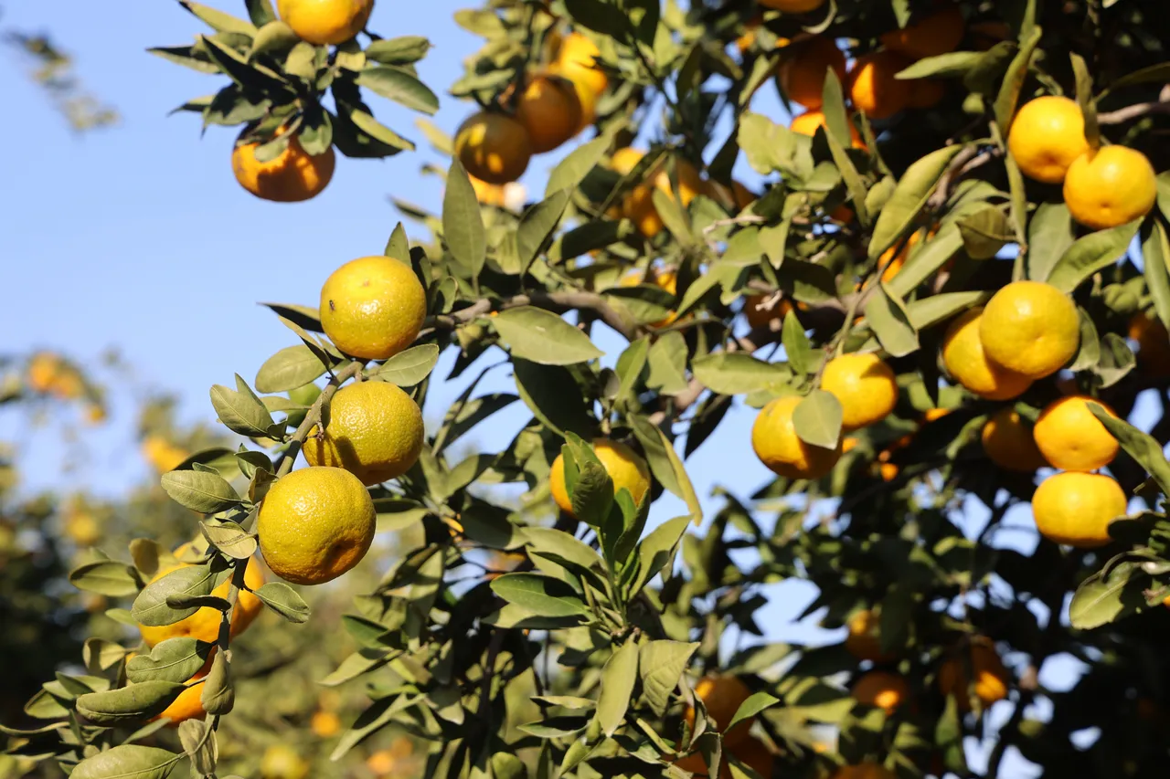 Kış aylarının vazgeçilmezi bu kez ücretsiz dağıtıldı!  Tarlada 2, markette 30 TL