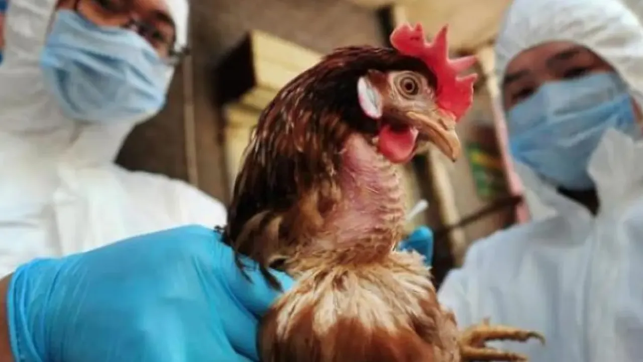 Belçika'da kuş gribi patlaması! Her gün onlarca ihbar geliyor