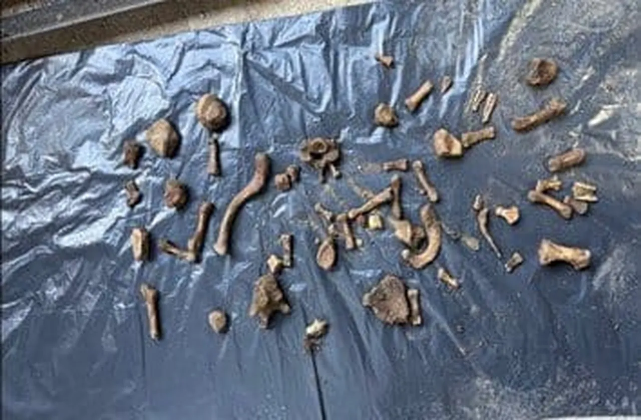 Canlı yayına bile çıkmıştı! Emrah Elveren'in kemikleri, katilin bahçesinde bulundu