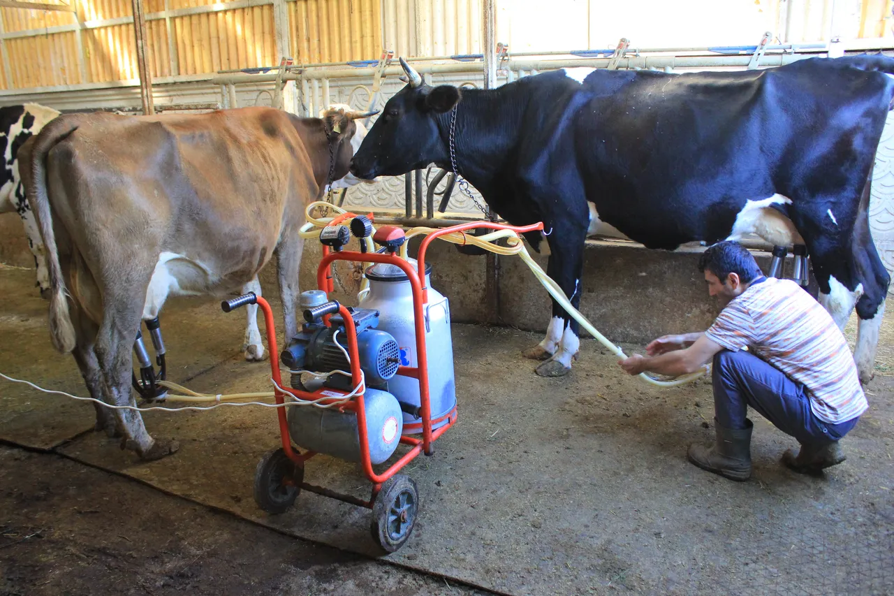 Hayvancılıkta büyük tehlike! Etkisi 6 Şubat depremi gibi olacak, et fiyatları zamlanacak