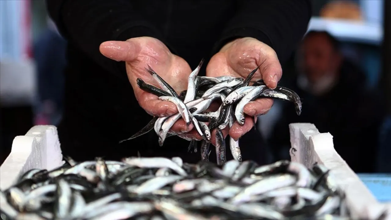 Türkiye'den 10 ayda 12.8 milyon dolarlık hamsi ihracatı 