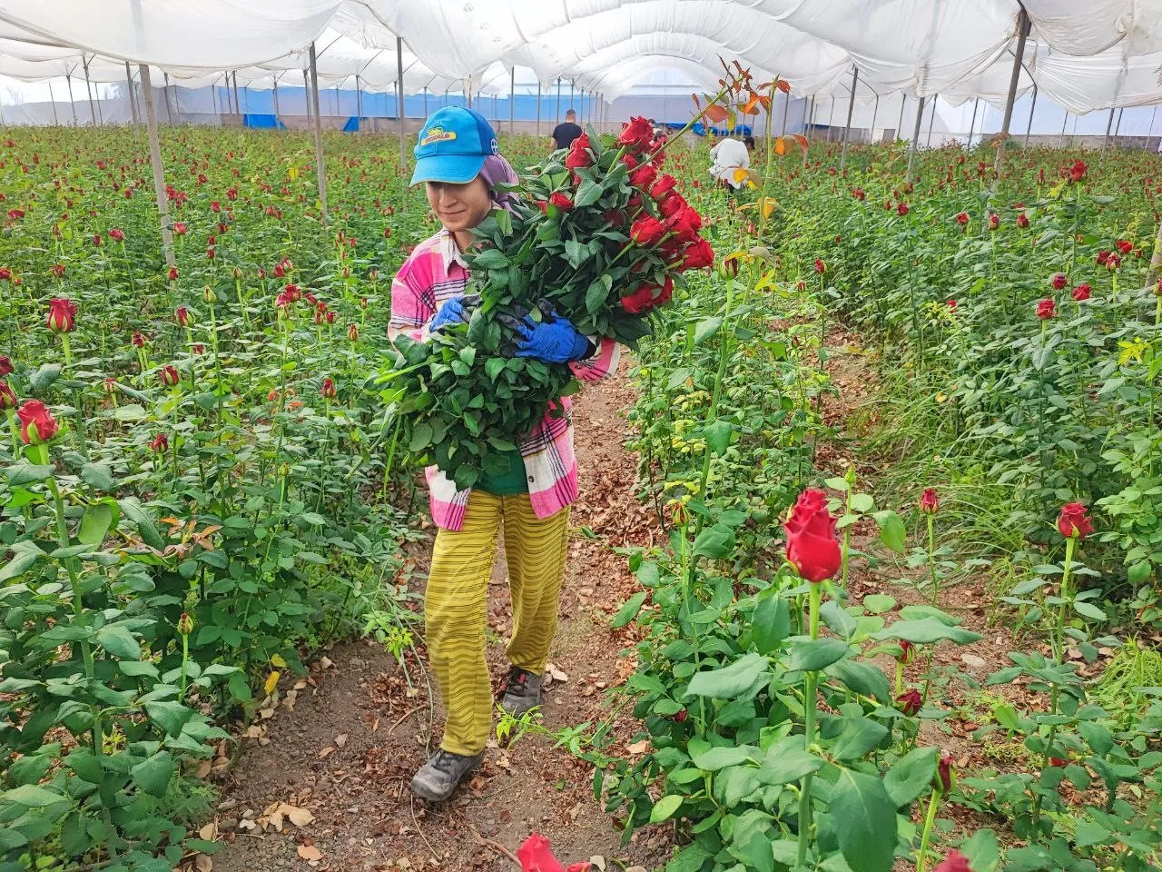 Çiçekçide tanesi 100 TLye satılan gülün sera fiyatı şoke etti! Yok böyle bir kazanç