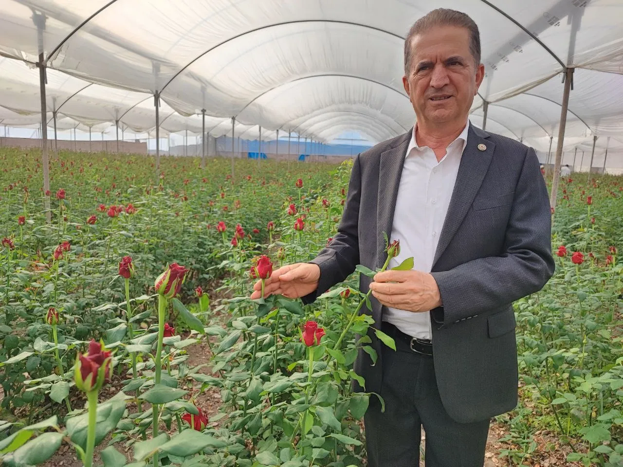Çiçekçide tanesi 100 TLye satılan gülün sera fiyatı şoke etti! Yok böyle bir kazanç
