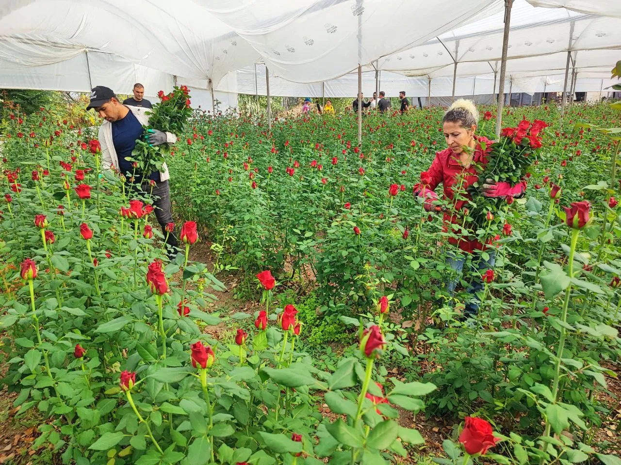 Çiçekçide tanesi 100 TLye satılan gülün sera fiyatı şoke etti! Yok böyle bir kazanç