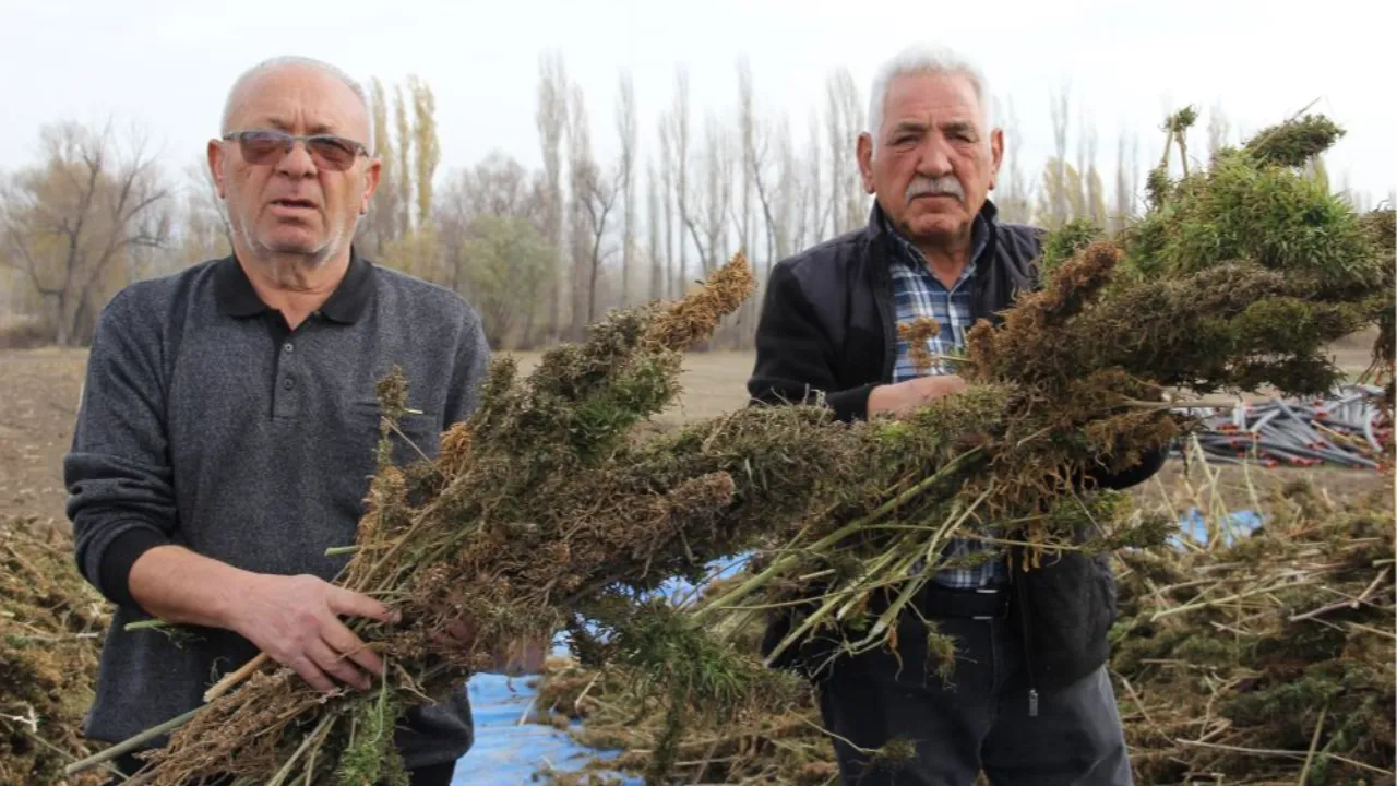 Deneme amaçlı ekilmişti, ilk hasat yapıldı! 
