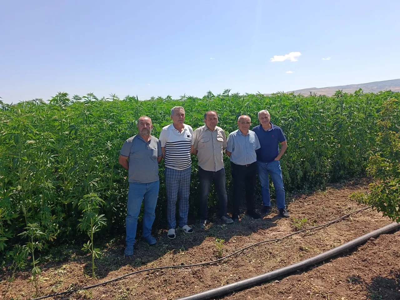 Deneme amaçlı ekilmişti, ilk hasat yapıldı! Çiftçiler için önemli bir gelir kapısı olacak