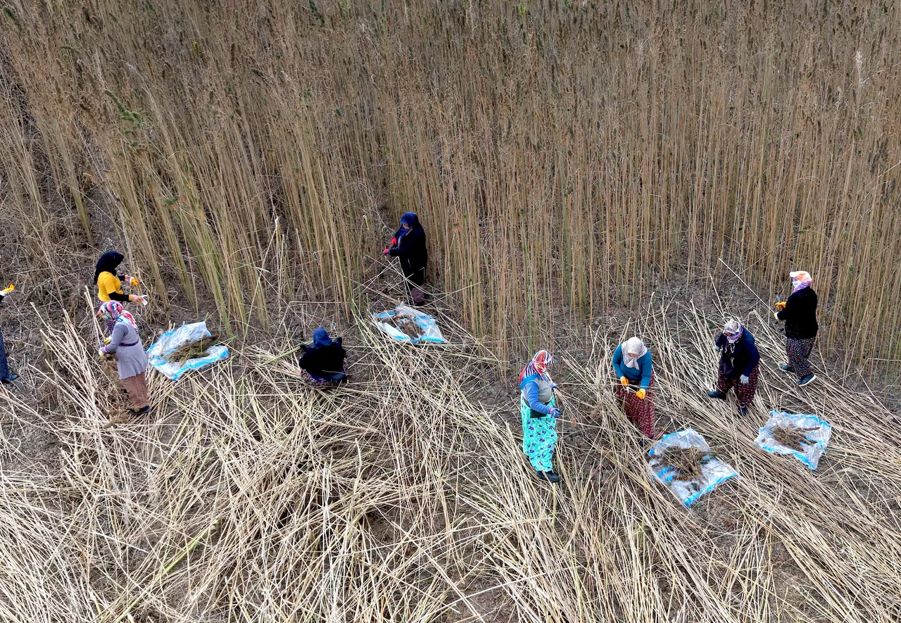 Deneme amaçlı ekilmişti, ilk hasat yapıldı! Çiftçiler için önemli bir gelir kapısı olacak