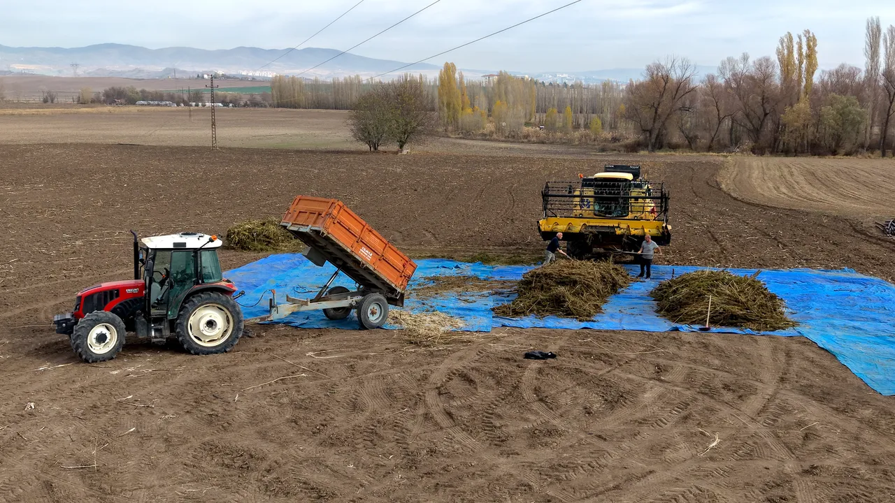 Deneme amaçlı ekilmişti, ilk hasat yapıldı! Çiftçiler için önemli bir gelir kapısı olacak