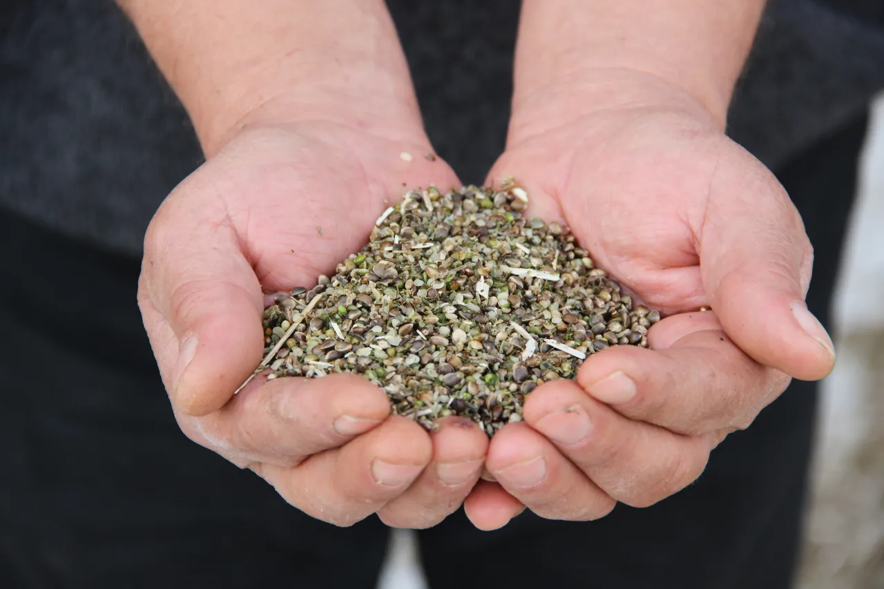 Deneme amaçlı ekilmişti, ilk hasat yapıldı! Çiftçiler için önemli bir gelir kapısı olacak