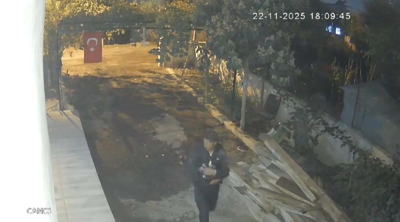 İlginç hırsızlık! Mavi yumurtlayan tavukları tişörte koyup kaçtı