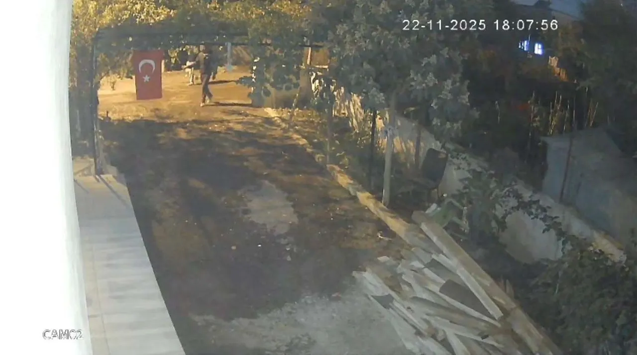 İlginç hırsızlık! Mavi yumurtlayan tavukları tişörte koyup kaçtı