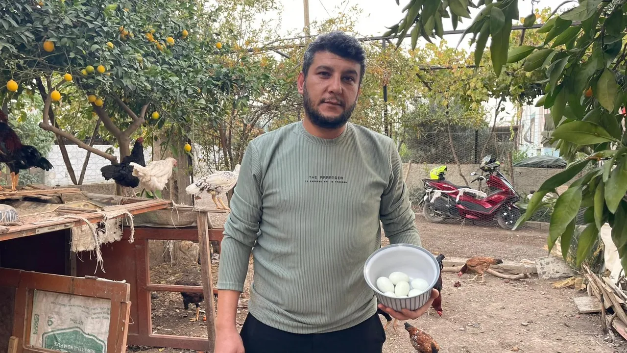 İlginç hırsızlık! Mavi yumurtlayan tavukları tişörte koyup kaçtı