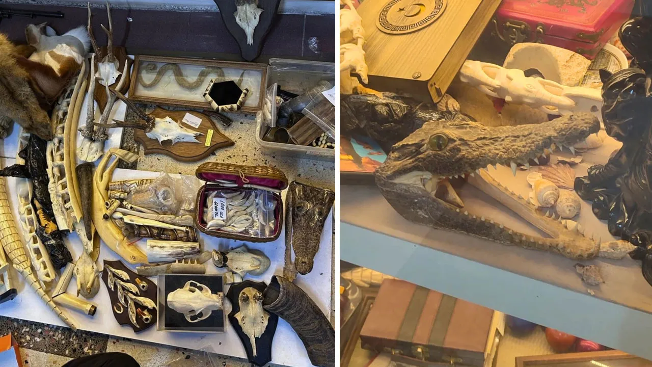 Şaşkına çeviren baskın: Fil dişi, timsah derisi ve daha fazlası!