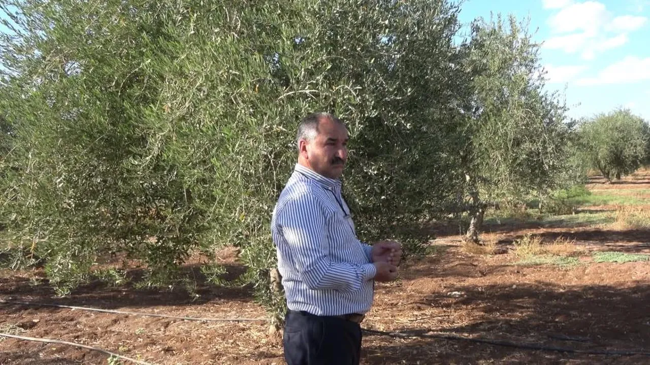 150 dönümden 1 kasa ürün çıktı! Geçen sene 70 ton toplandı, üretici şaştı