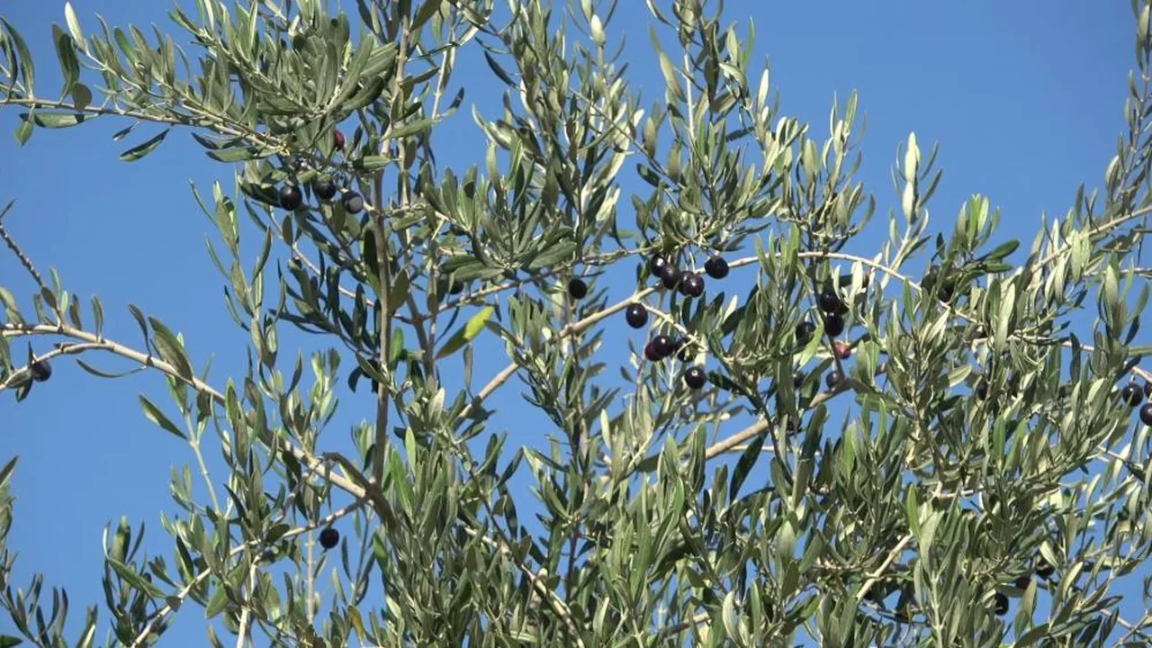 150 dönümden 1 kasa ürün çıktı! Geçen sene 70 ton toplandı, üretici şaştı