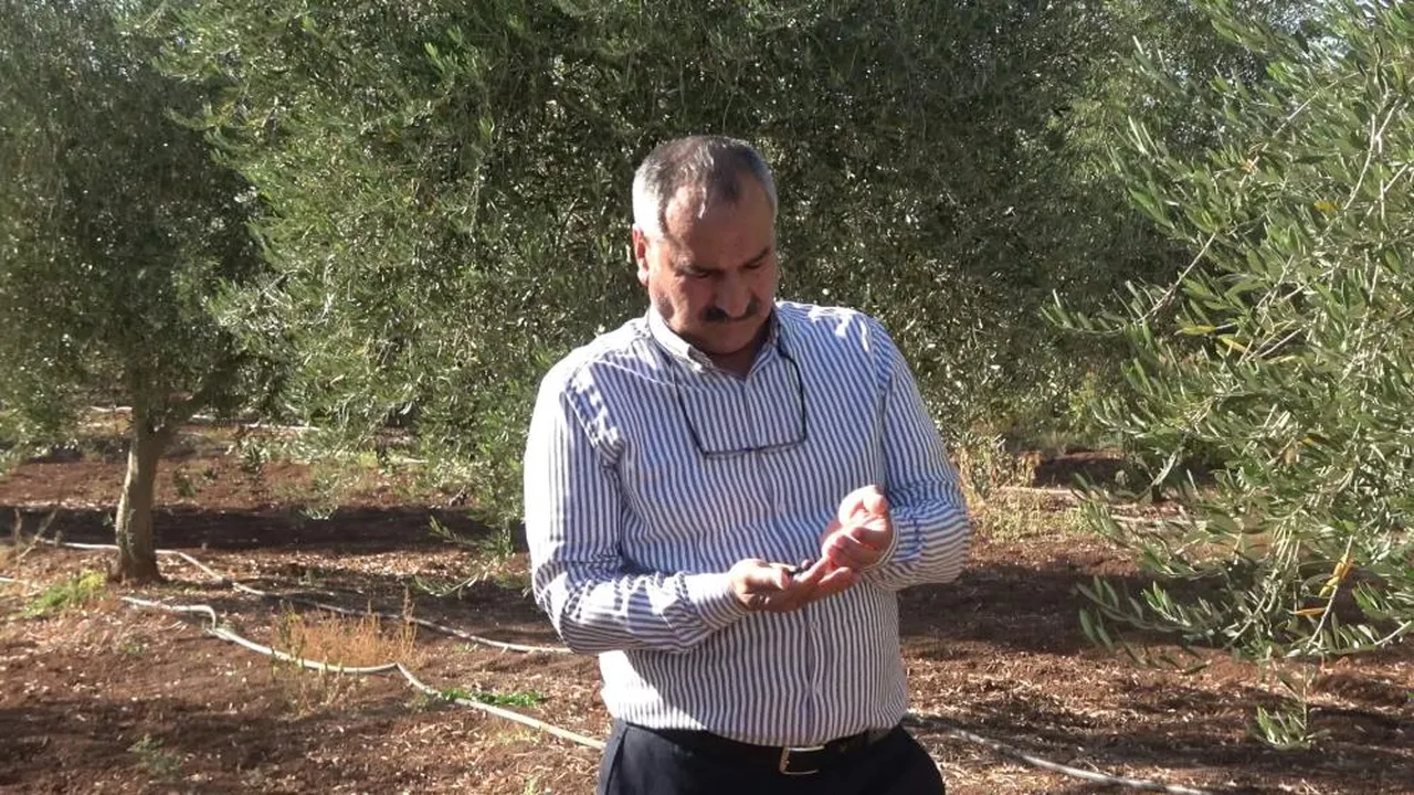 150 dönümden 1 kasa ürün çıktı! Geçen sene 70 ton toplandı, üretici şaştı