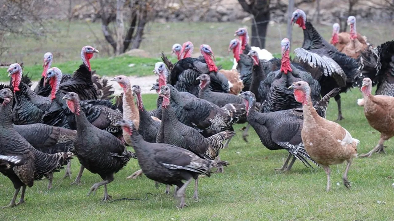 ABD'de şaşkına çeviren olay! Özür dileyerek açıkladılar, yüzlerce hindi çalındı