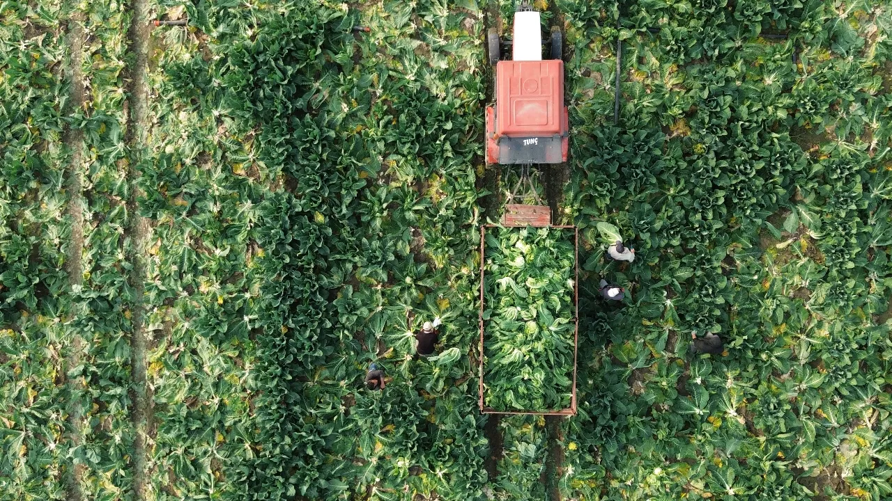 Bafra Ovası'nda hasat başladı! Çitçi 7 liralık fiyattan memnun değil 