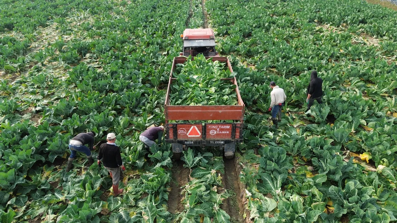 Bafra Ovasında hasat başladı! Çitçi 7 liralık fiyattan memnun değil