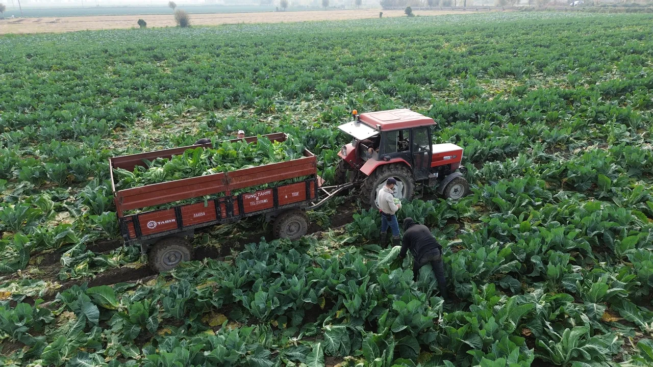Bafra Ovasında hasat başladı! Çitçi 7 liralık fiyattan memnun değil