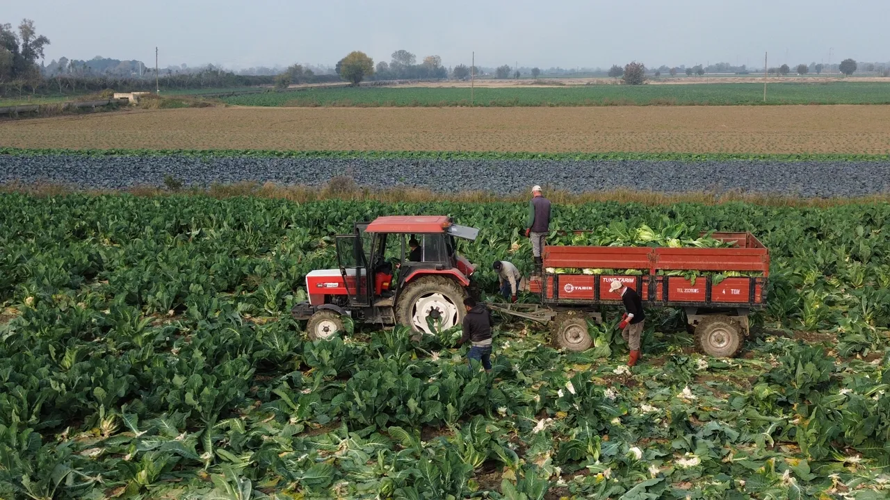 Bafra Ovasında hasat başladı! Çitçi 7 liralık fiyattan memnun değil