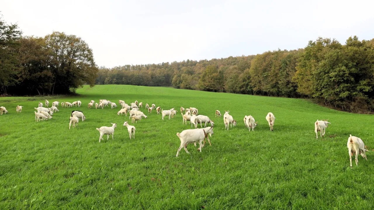 Belediye hibe etti, maliyet düştü! Üreticinin günlük karı 800 lira 