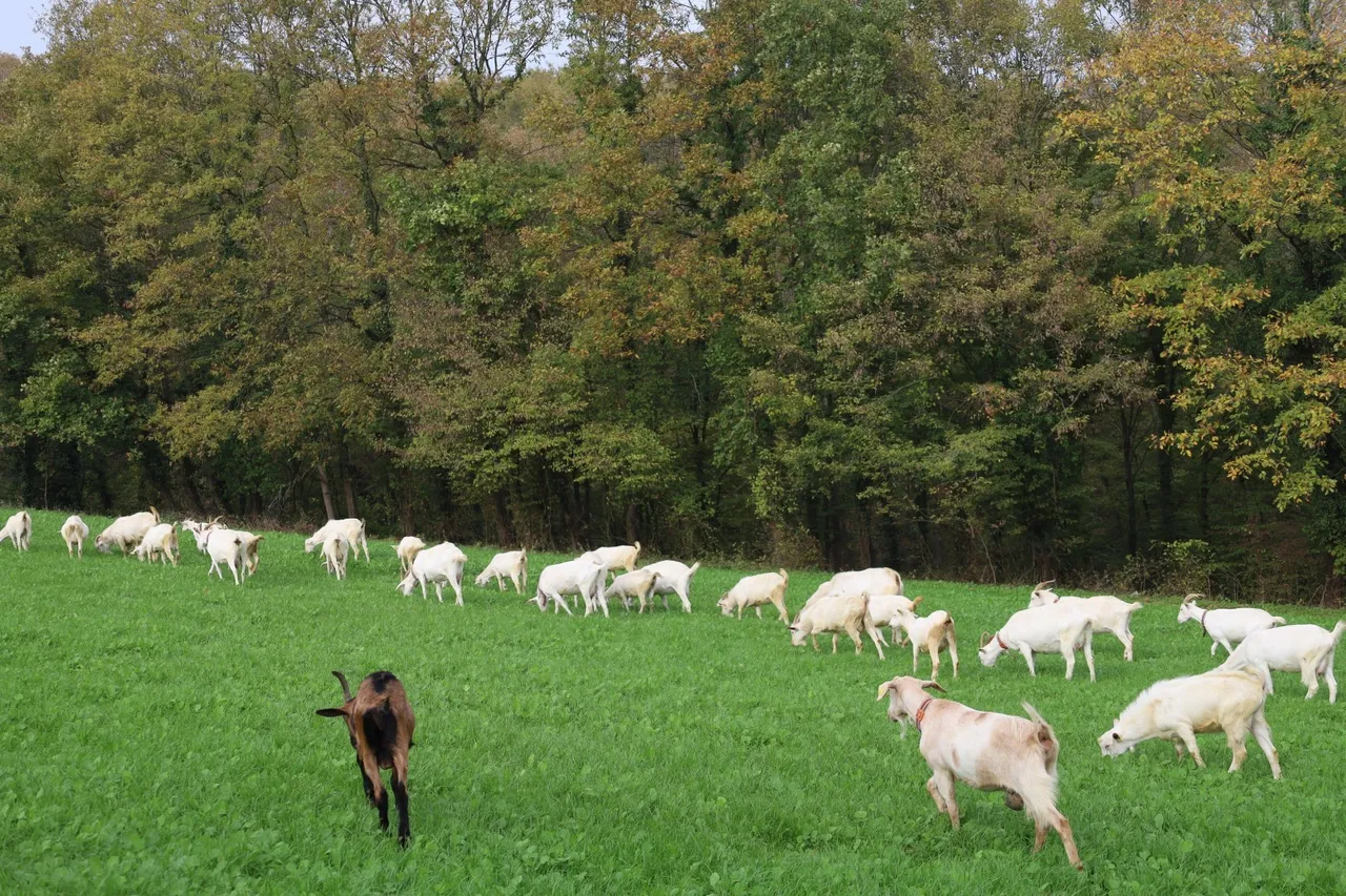 Belediye hibe etti, maliyet düştü! Üreticinin günlük karı 800 lira