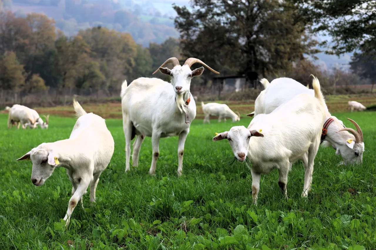 Belediye hibe etti, maliyet düştü! Üreticinin günlük karı 800 lira