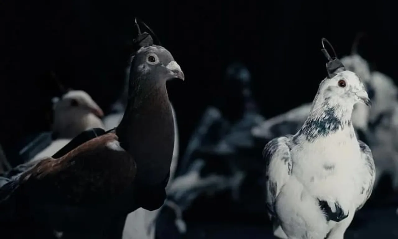 Bu güvercinler Rusyaya çalışacak! Moskova, uzaktan kontrollü casuslar üretiyor