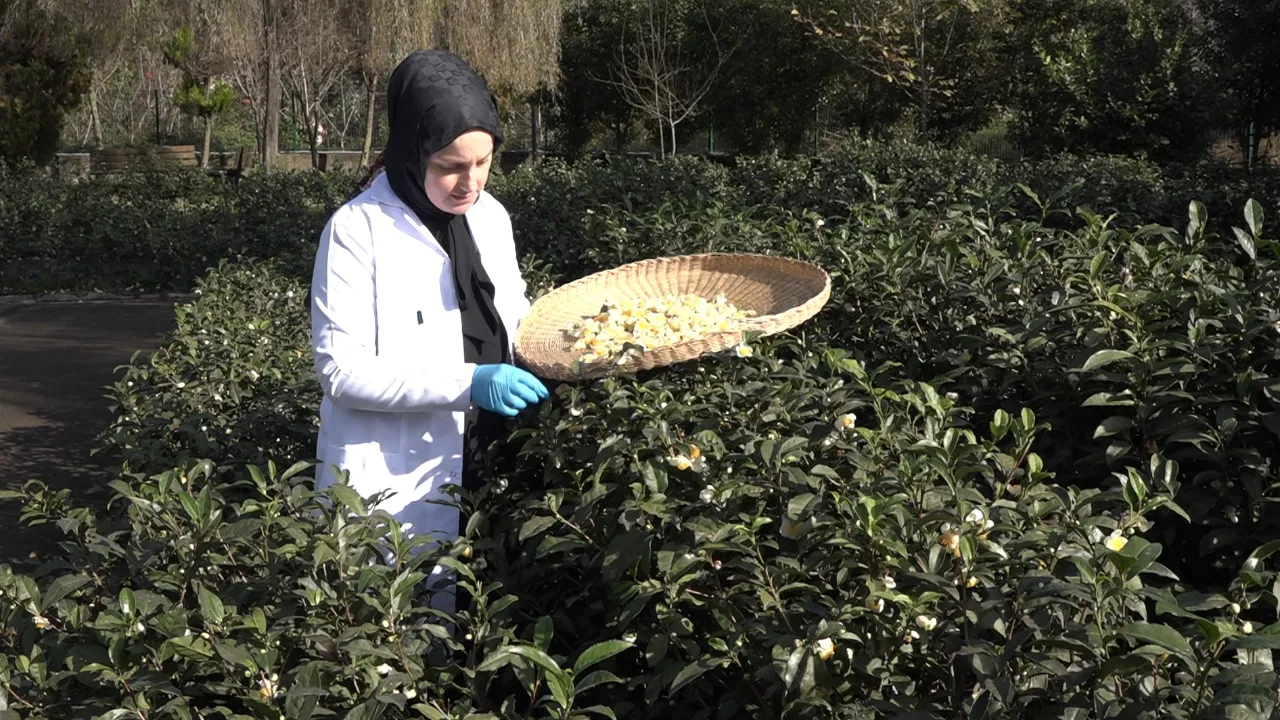 Çayın yeni ürünü! Kilosu 6 bin TL'den kapış kapış satılıyor