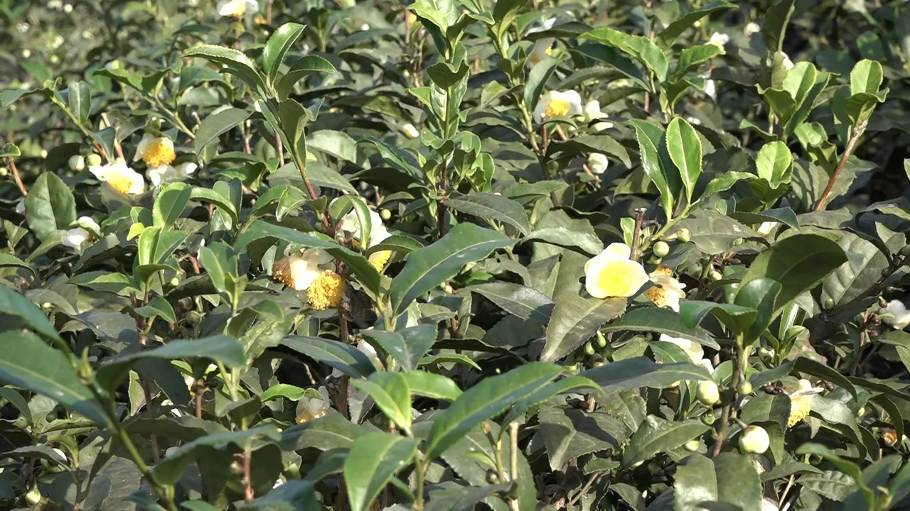 Çayın yeni ürünü! Kilosu 6 bin TLden kapış kapış satılıyor