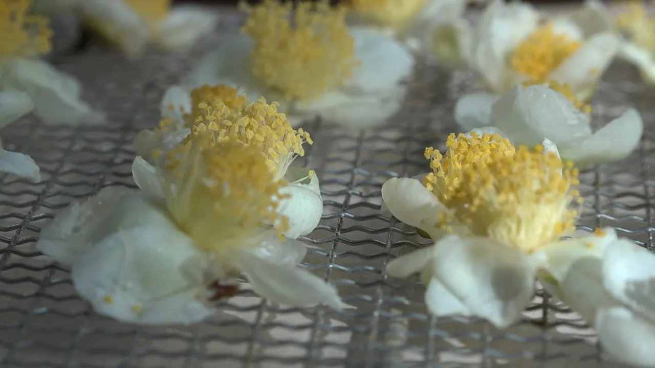 Çayın yeni ürünü! Kilosu 6 bin TLden kapış kapış satılıyor